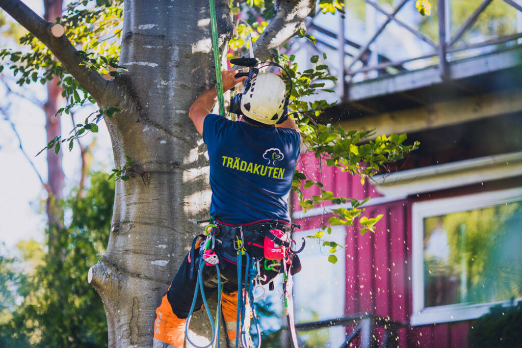 Trädakuten – Trädfällning, Trädvård, Trädbeskärning.