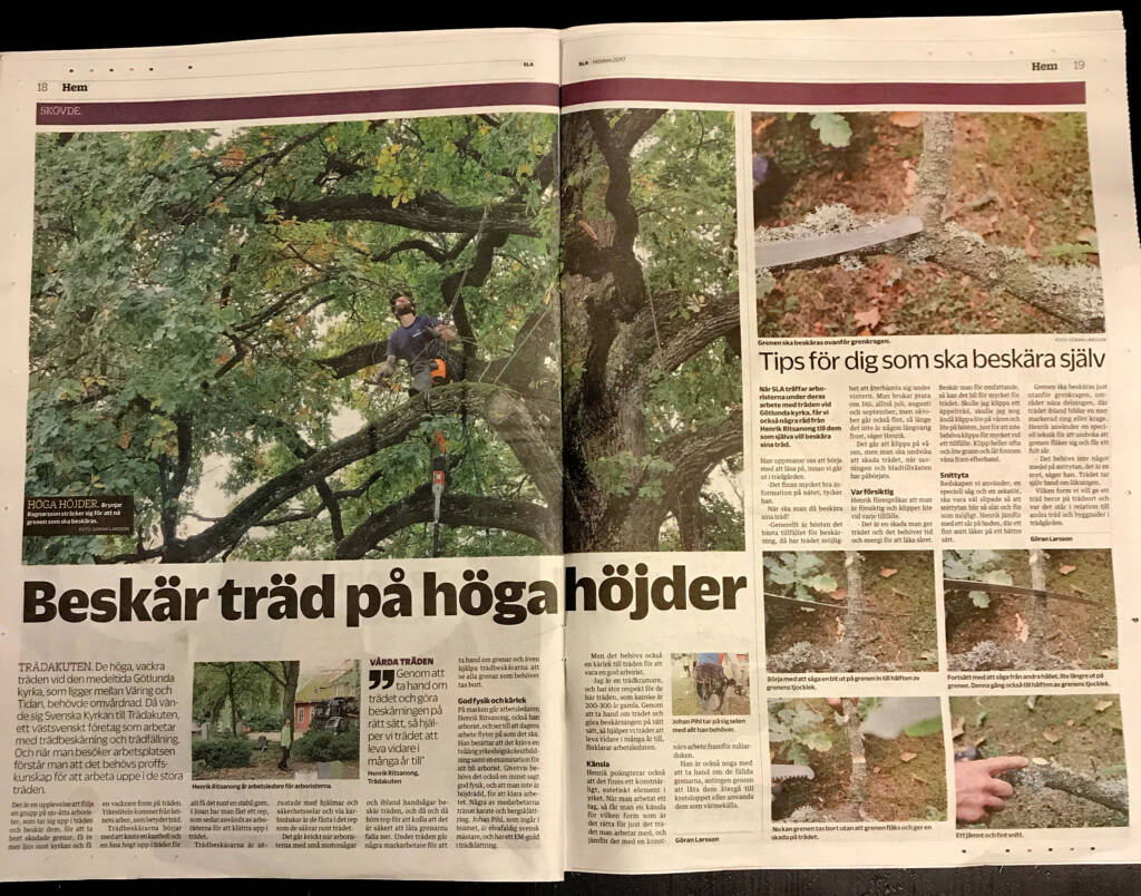 Trädakuten – Trädfällning, Trädvård, Trädbeskärning.