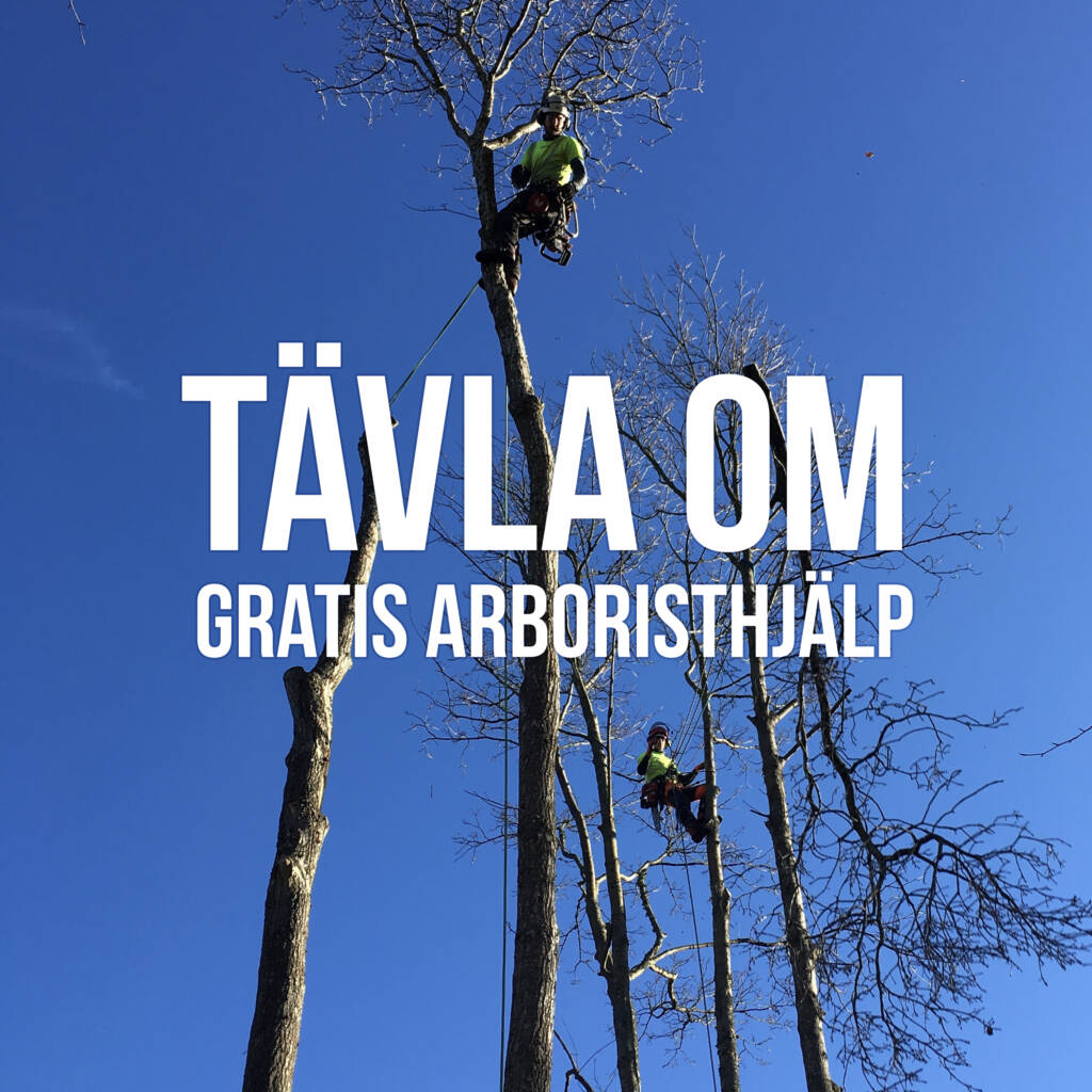 Trädakuten – Trädfällning, Trädvård, Trädbeskärning.