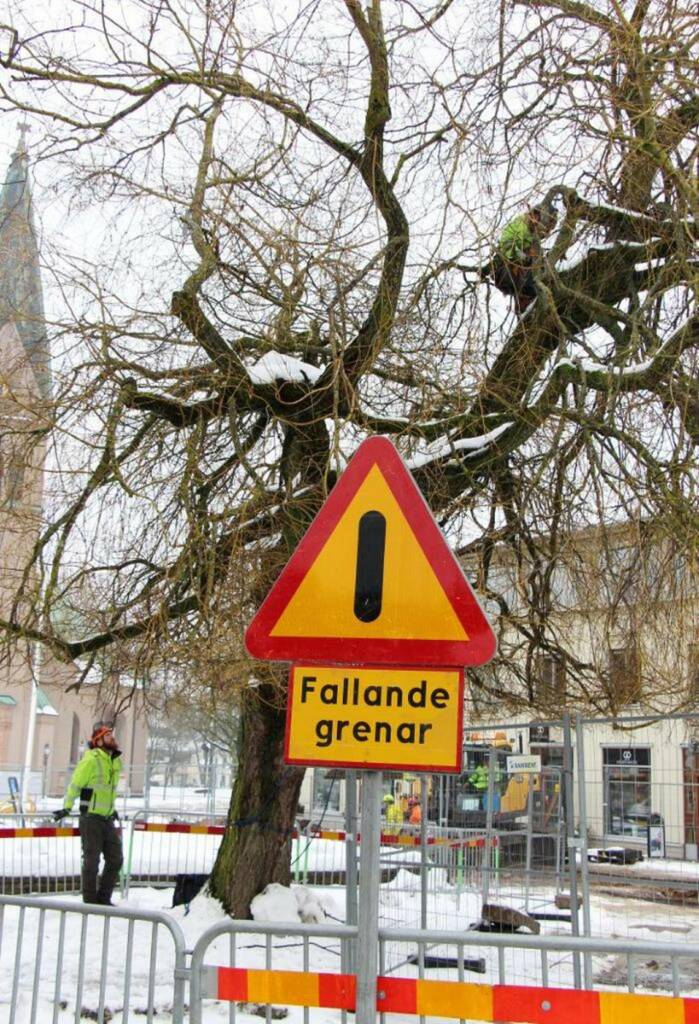 Trädakuten – Trädfällning, Trädvård, Trädbeskärning.