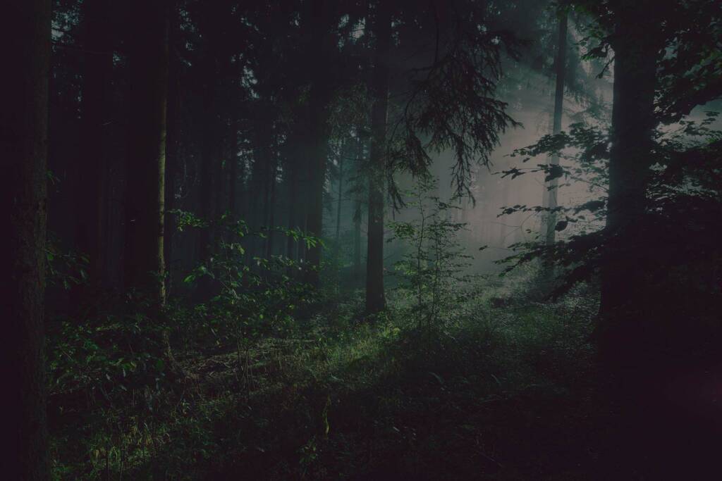 Trädakuten – Trädfällning, Trädvård, Trädbeskärning.