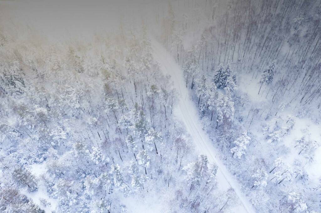 Trädakuten – Trädfällning, Trädvård, Trädbeskärning.
