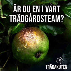 Trädakuten söker trädgårdsmästare