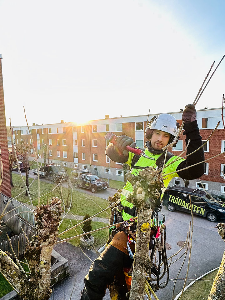 Tradbeskarning Arborist