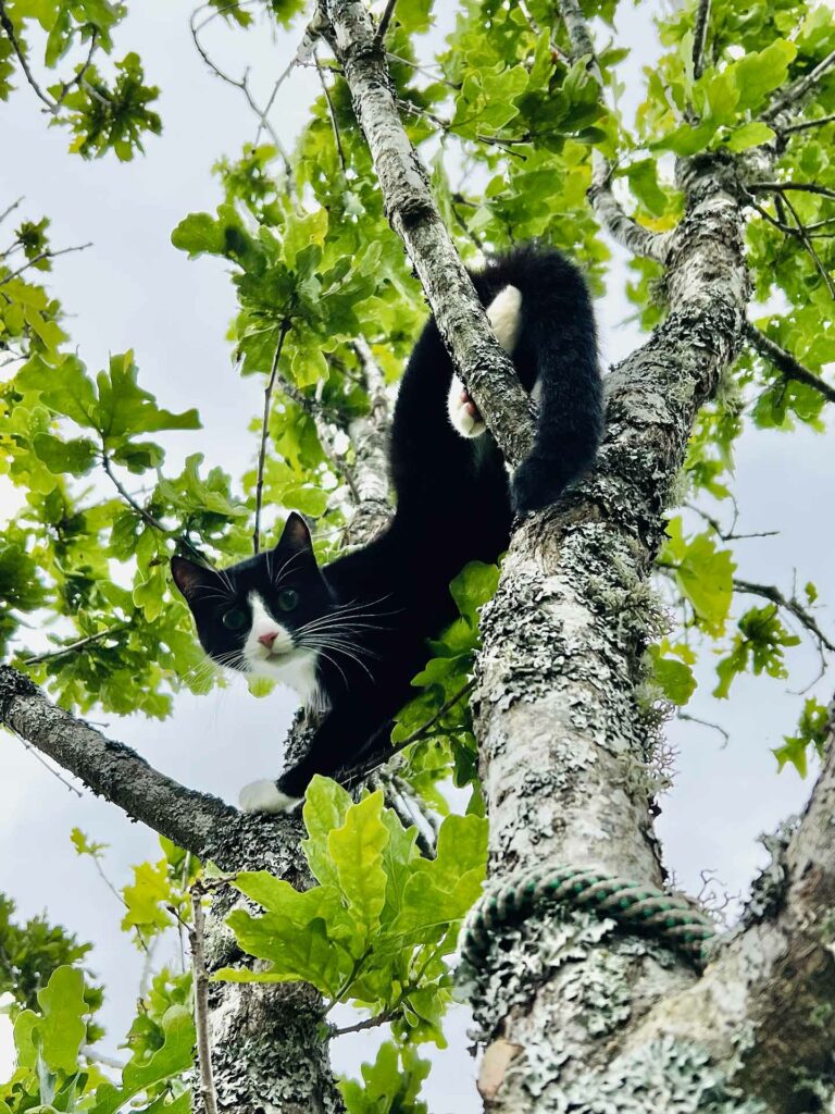 Hjälpa katter i träd