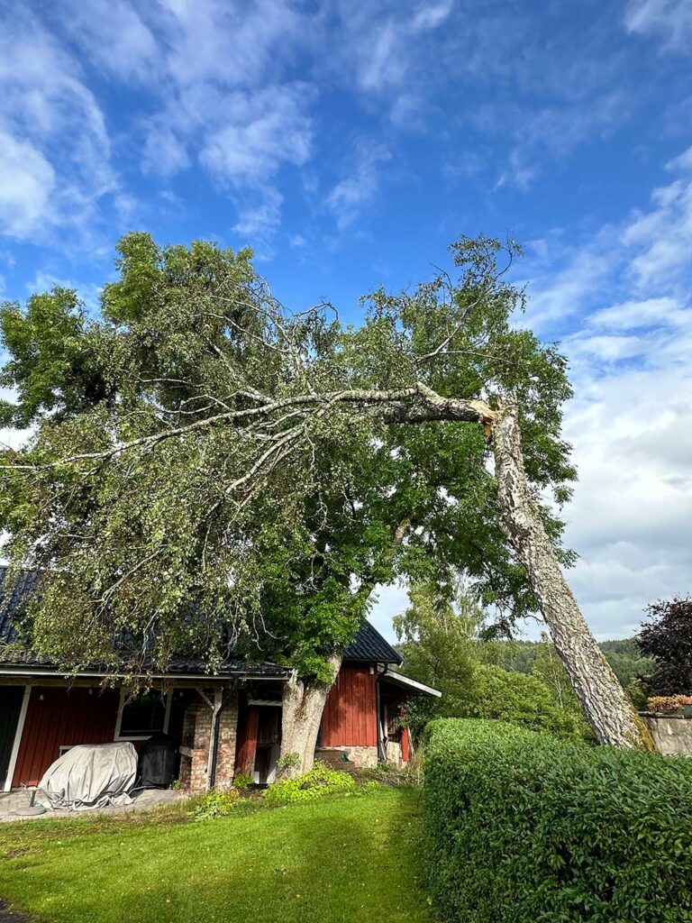 stormfällt träd på hustak